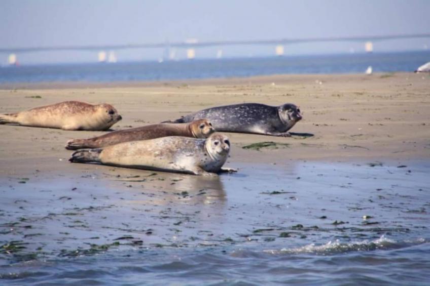 Resort Waterrijk Oesterdam 7 - foto 34