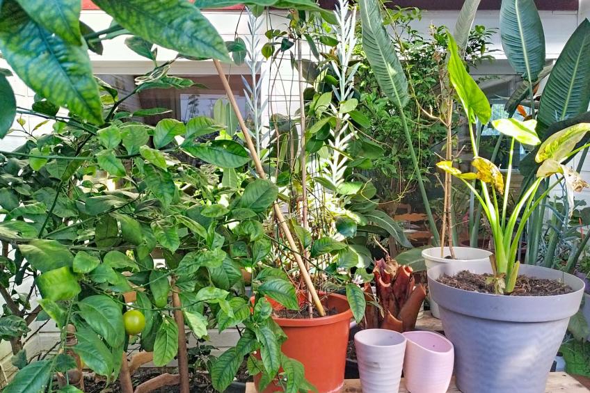 Le Paradis des Fleurs - foto 21