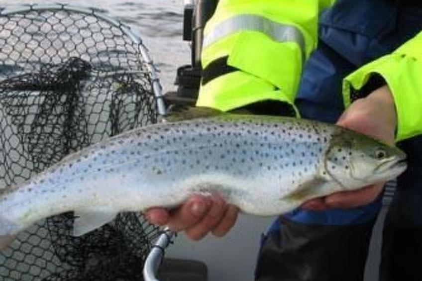 in Drag mit Möblierter Terrasse - foto 15