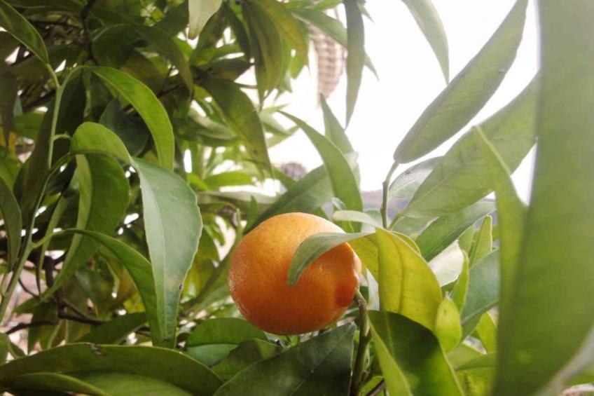 L'Eugénie - foto 19