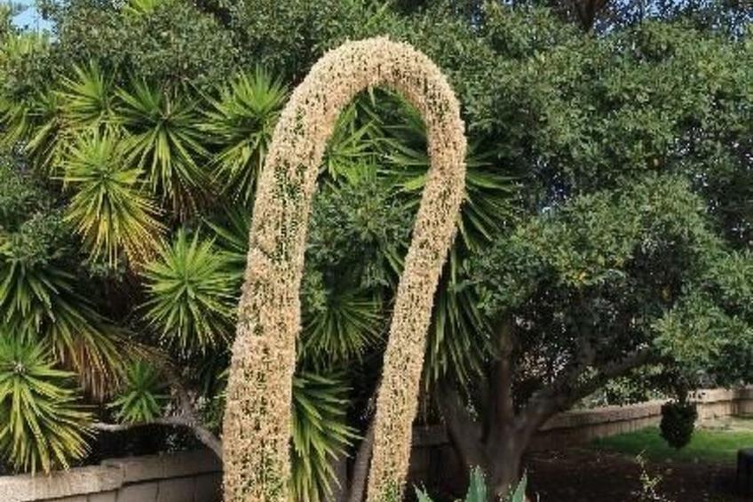 Schöne Finca Sanjuan mit Pool und Meerblick - foto 56