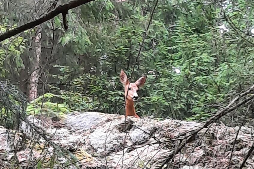 Bauernhaus-Wohnung bei Göta Älv in der Nähe von Göteborg - foto 42