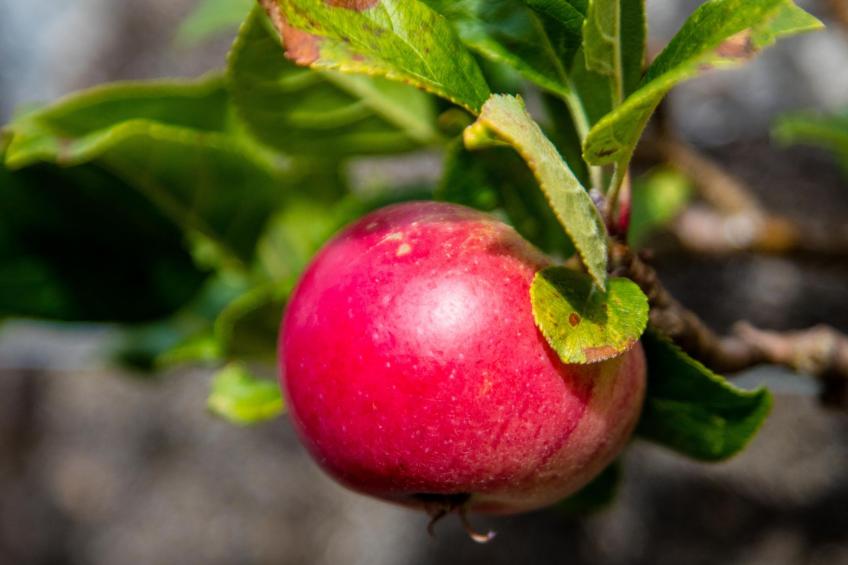 Schönes viktorianische Villa in Blairgowrie - foto 19