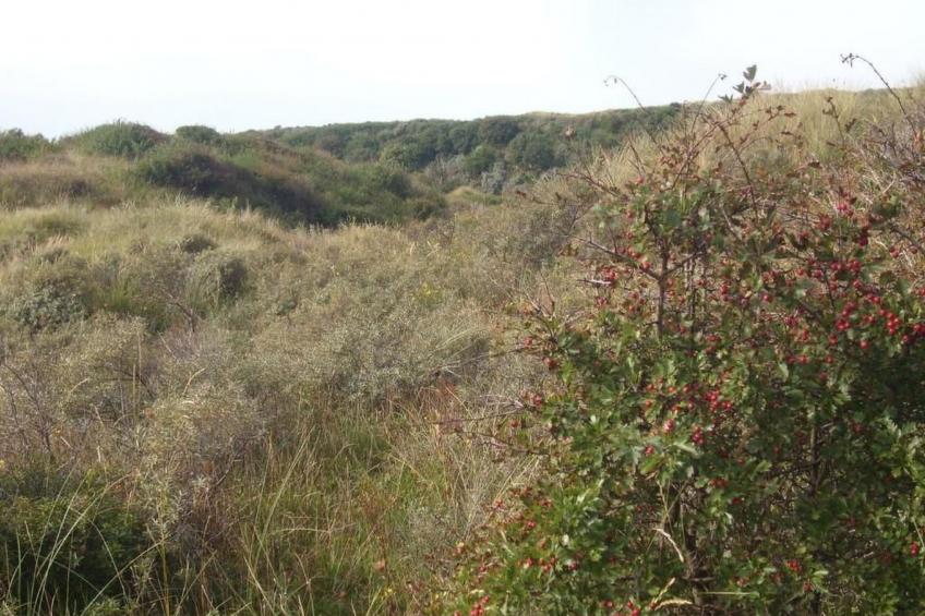 Strandhaus direkt am Meer - foto 20