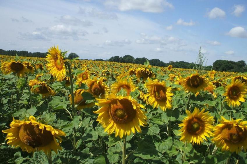 Oderhäuschen - foto 17