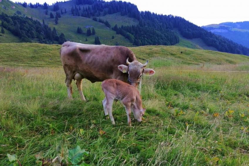 Ferien im Gugger - Wohnung Stockberg - foto 27