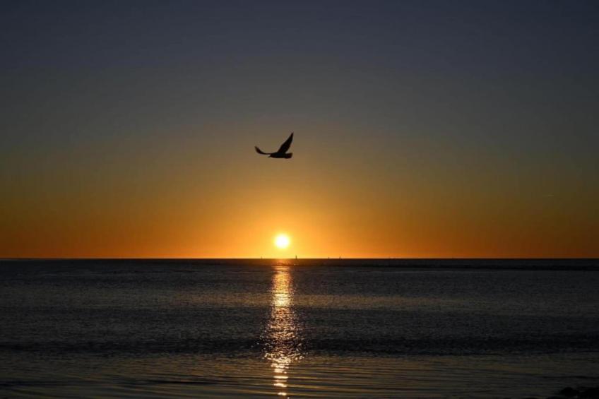 De Scholekster - foto 20