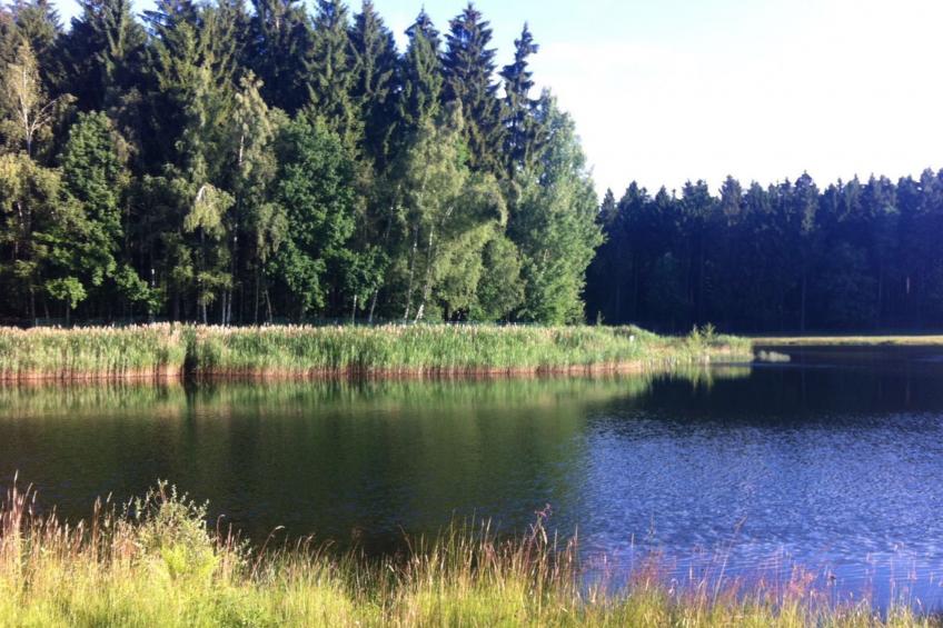 Waldhütte - foto 37