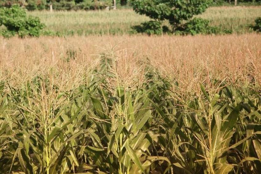 Finca "Quinta do Bento Novo" - foto 12