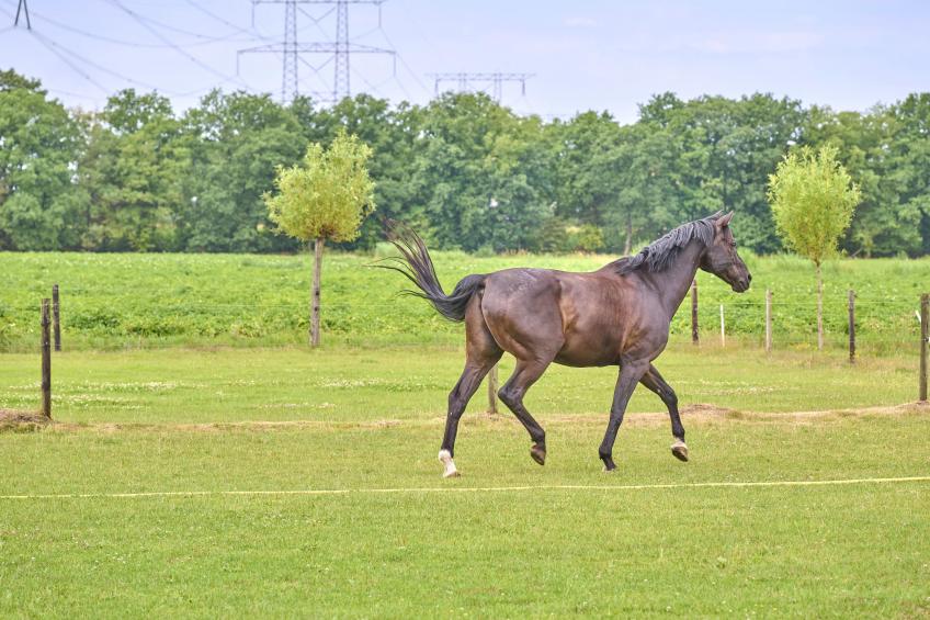 De Vrije Vogel - foto 4