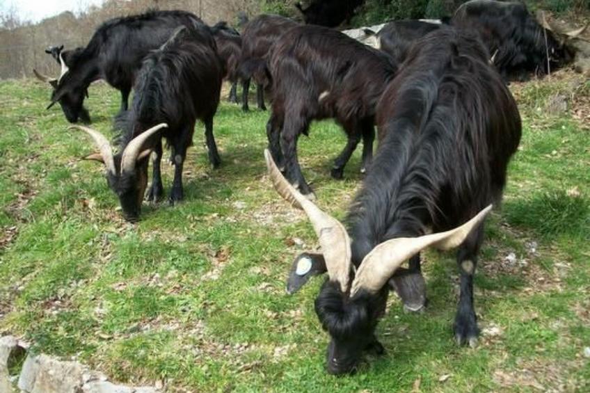 Natursteinhaus mit Panoramablick zum Meer - foto 16