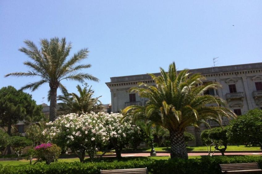 flacher Kirschbaum - foto 15