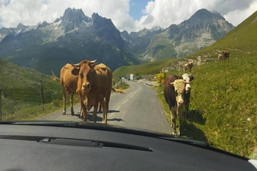 LES BICHES N°78 - 3P6 - foto 37