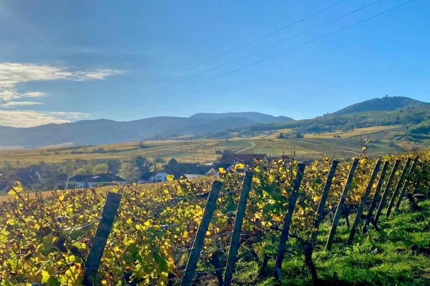 Le Domaine des Rois - foto 31