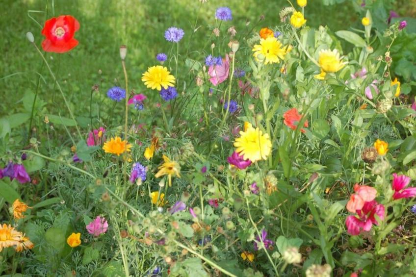 FeWo Nr 1 Harztor - foto 15