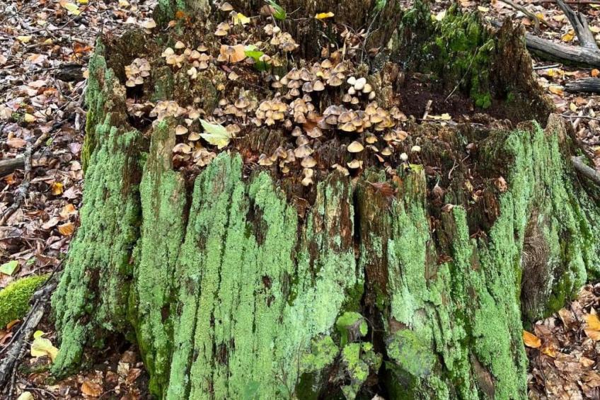 Landurlaub Mecklenburgische Seenplatte b. Waren Müritz - foto 27