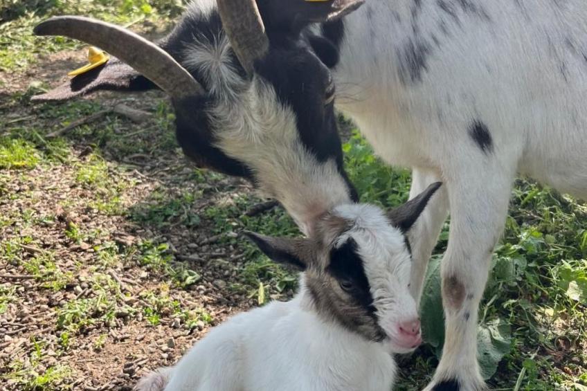 Wandlhof Ferienwohng - foto 2