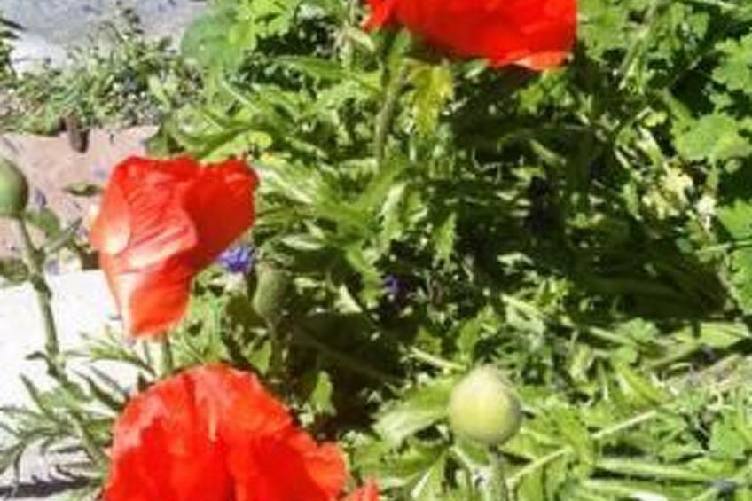 Alpe Monte Massella - foto 47