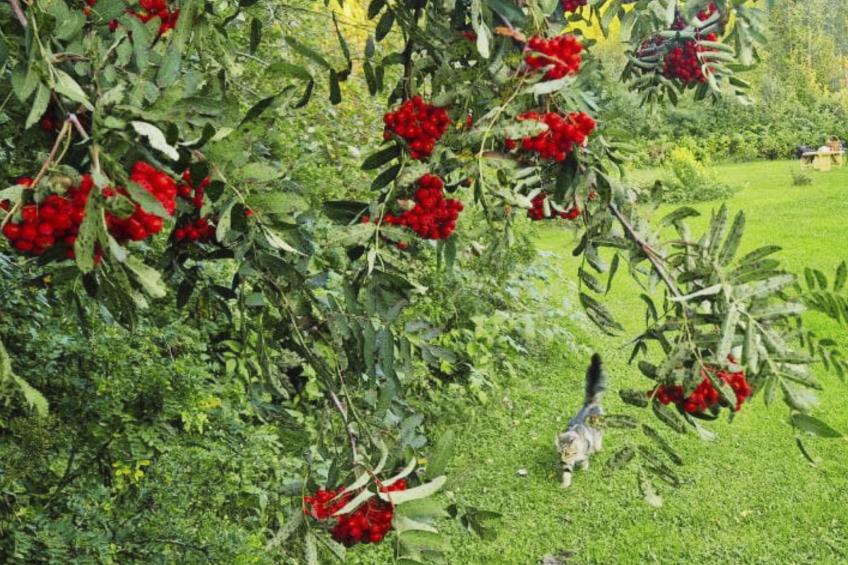 Gemütliches Ferienhaus Angermanland - höga Kusten - foto 31