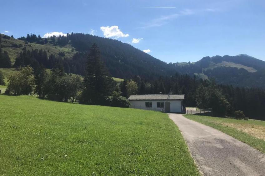 Soldanella - foto 19