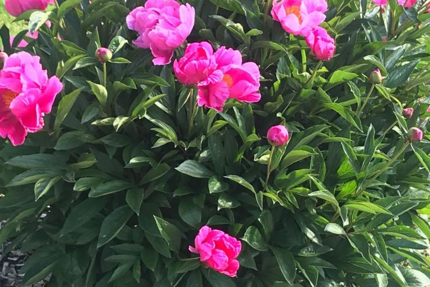 Haus Sonnenschein - foto 31