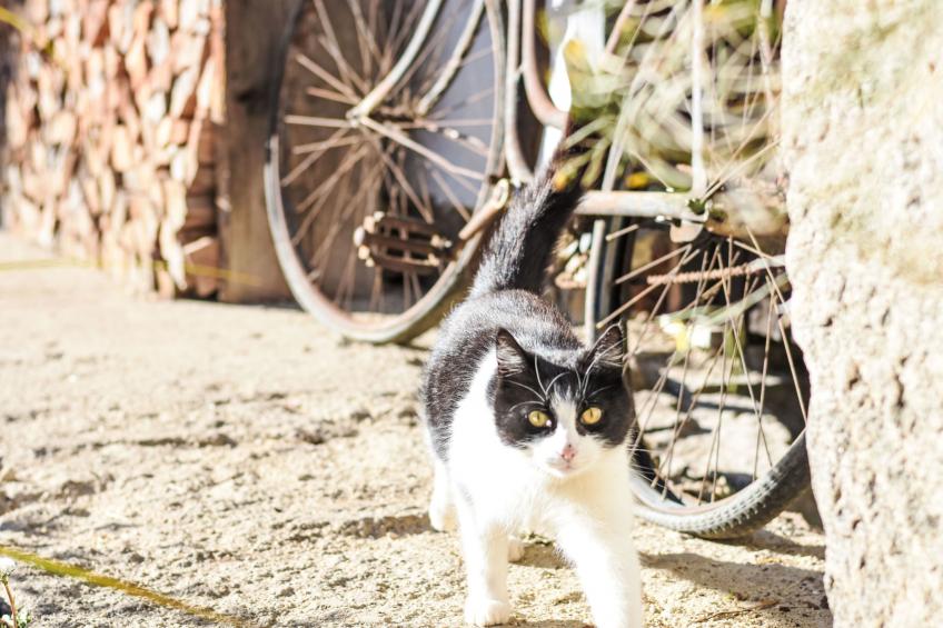 Relax in Farmhouse - foto 16