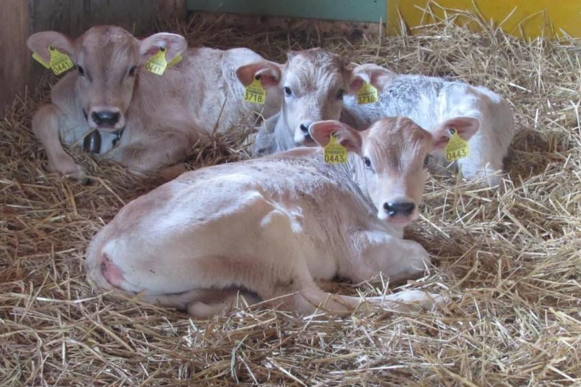 Wis (Stein) - foto 31