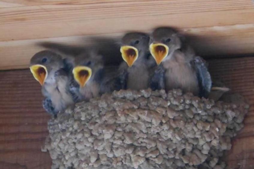 Gîte de Chapelèche Les Châtaigniers für 7 Pers. - foto 30