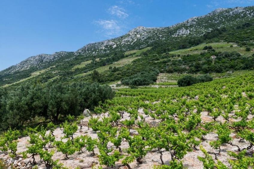 Apartments Villa Dingač-Borak - Two Bedroom Apartment with Terrace No. 1 - foto 17