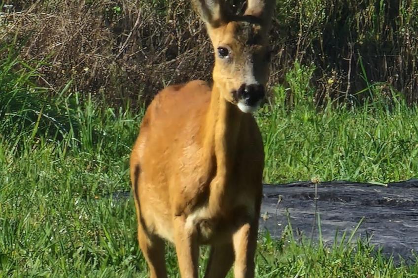 Le Chalet Sous Les Sapins, mit Swimmingpool, Sauna - foto 22