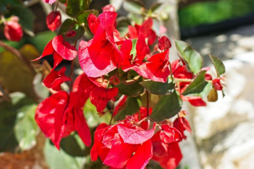 Traditionelle Villa mit privatem Pool - foto 45