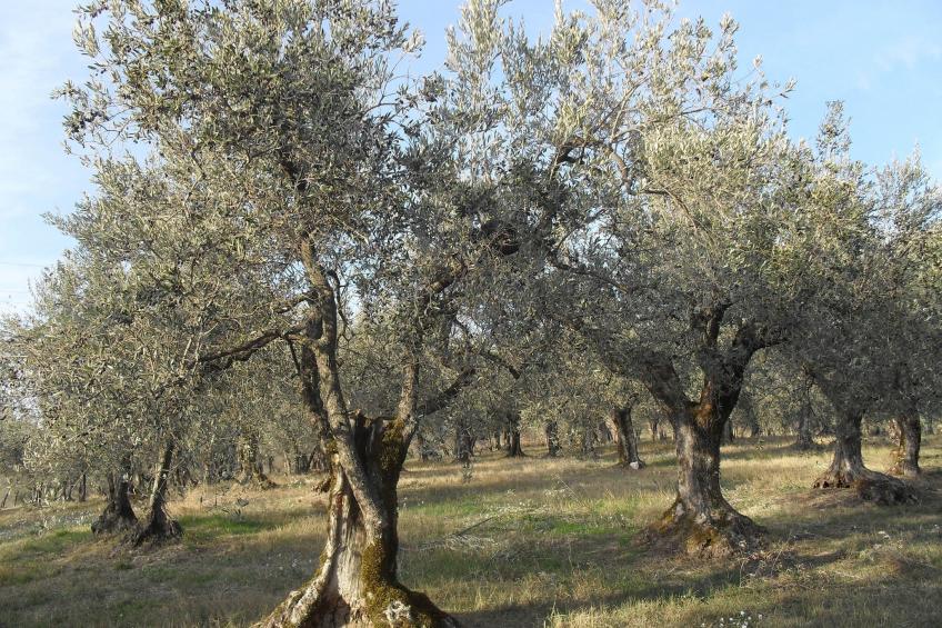 Glicine - foto 38