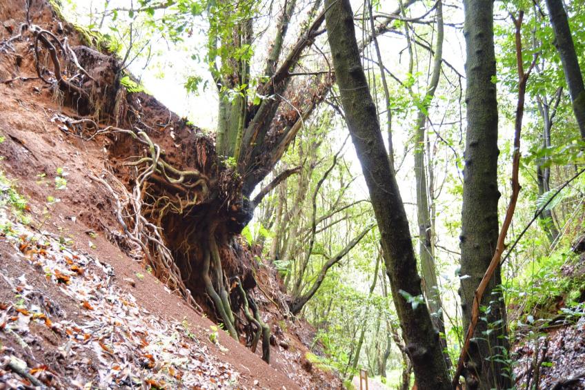 Sombra del Laurel - foto 31