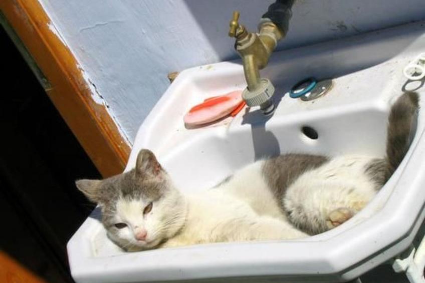 Casa Crina in Karpaten-Dorf in Siebenbürgen - foto 83