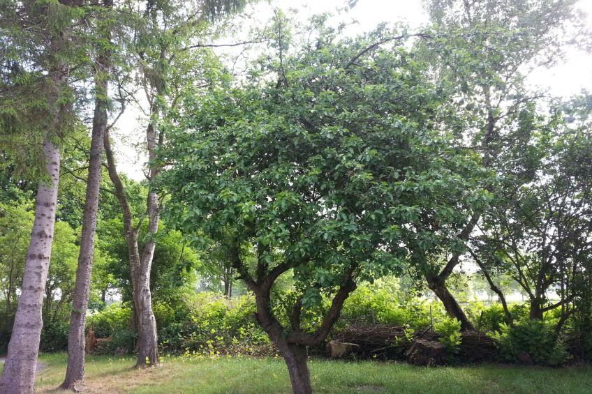 in Bad Bederkesa mit Garten - foto 9