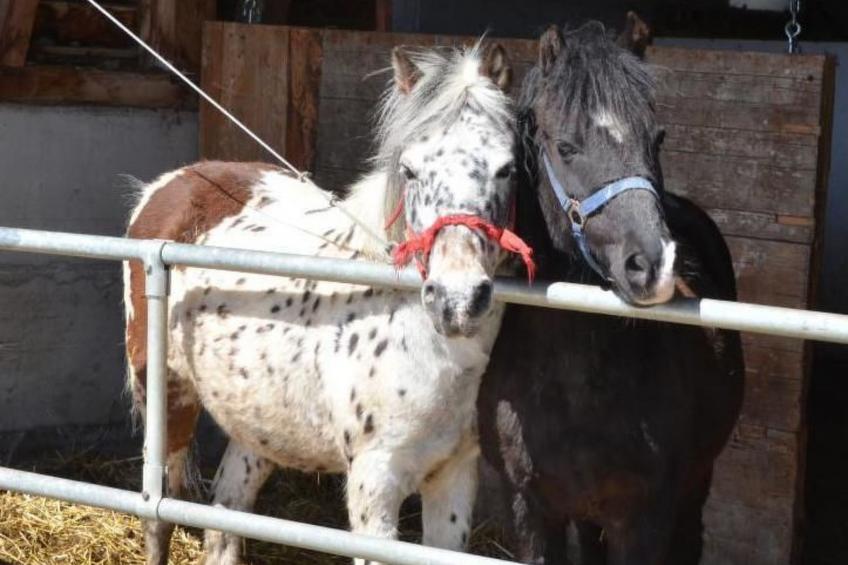 Biohof Furn - foto 21