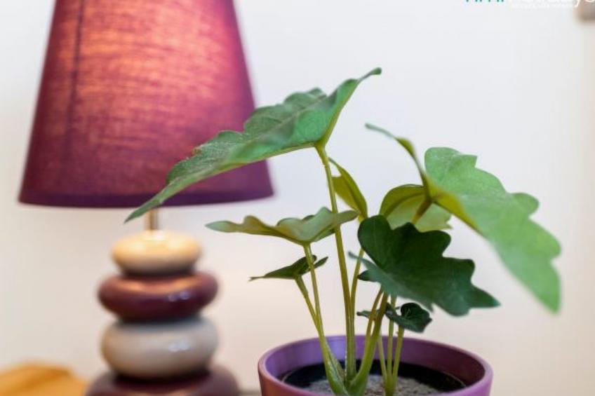 Villa La Colina - foto 45