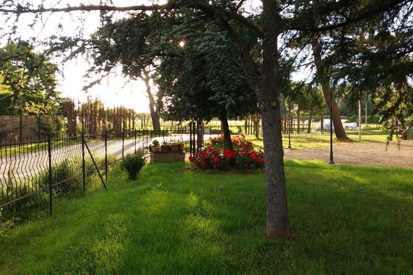 Flache Kornblume - foto 25