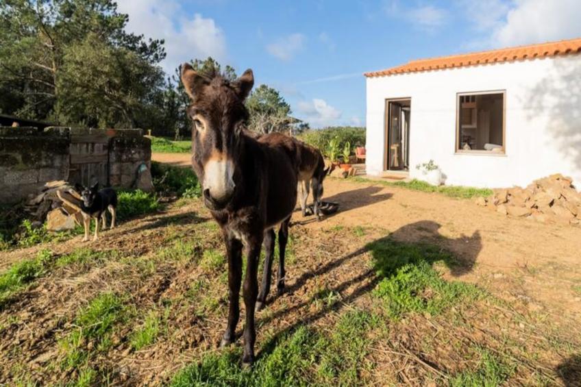 Casinha Da Paz - foto 20