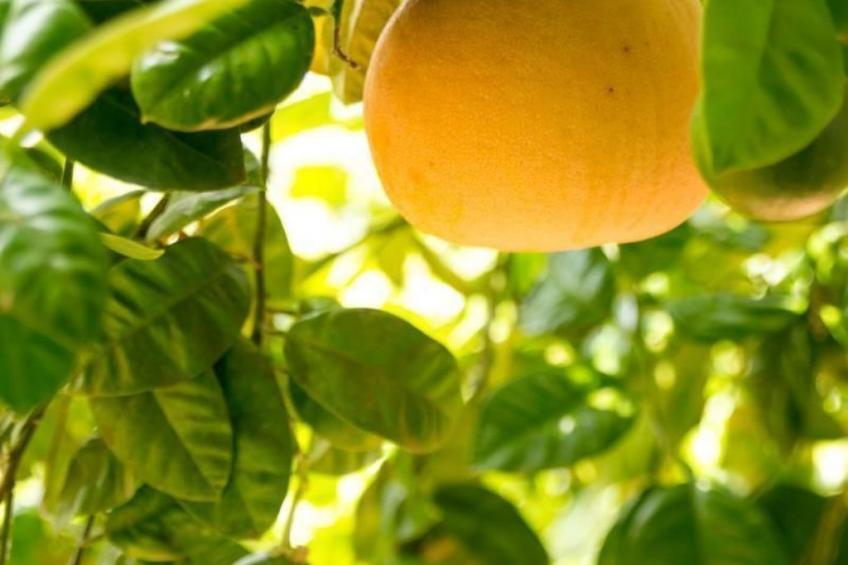 Wohnung 'The Lemon' mit Privatparkplatz - foto 14