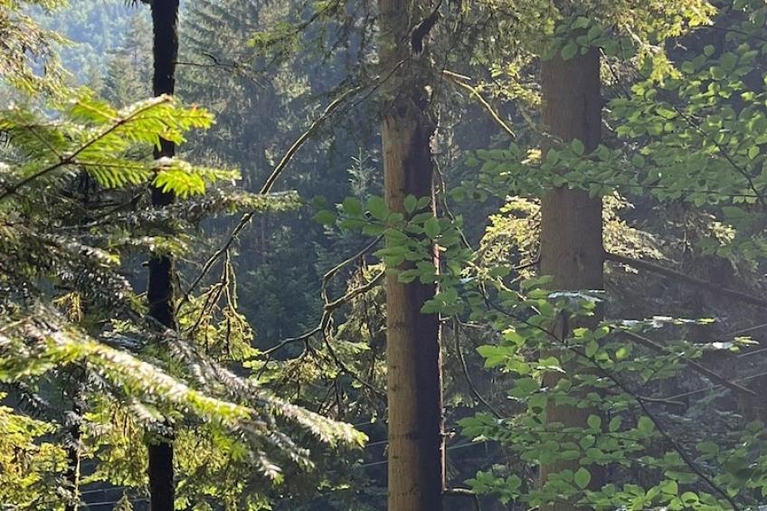 Vakantiewoning, Hornberg - foto 15