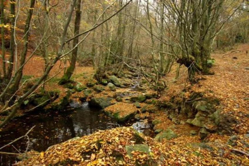 L'Orchidee - foto 32