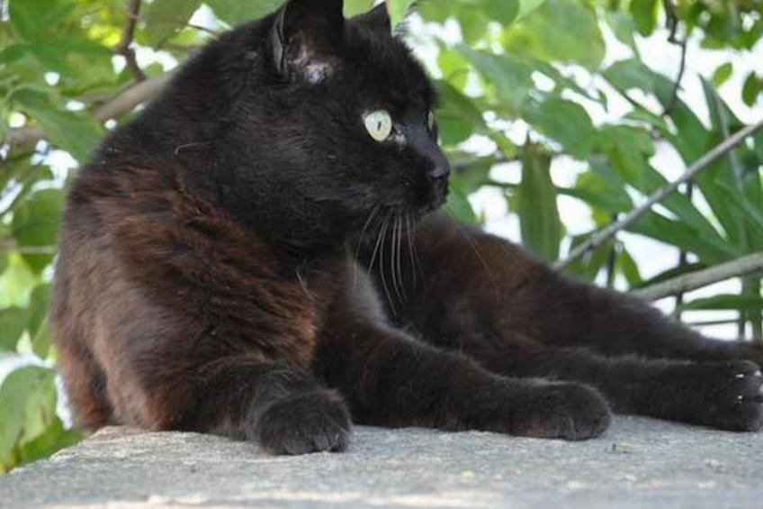 Studio Cresta Bianca - foto 11