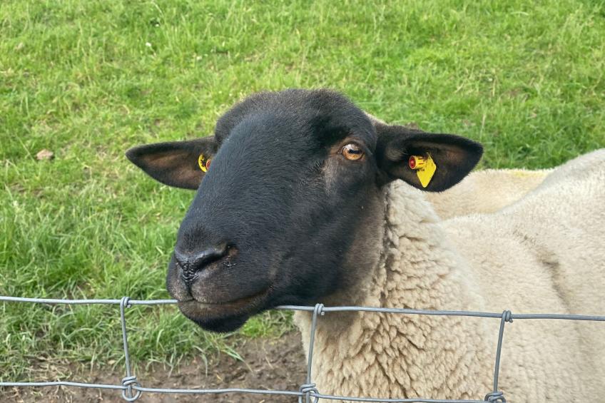 Landhaus Markus - foto 30