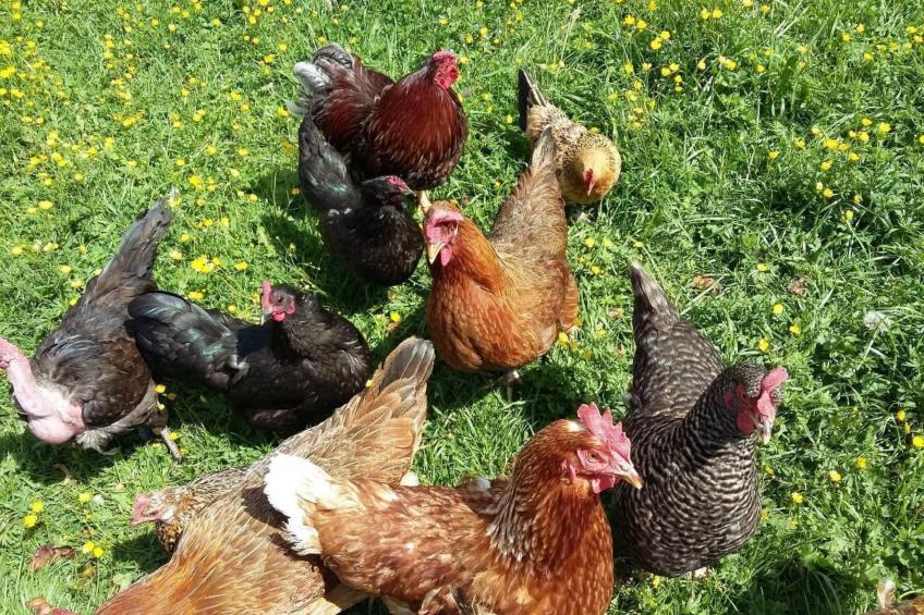 Teichhaus Simperle - foto 31