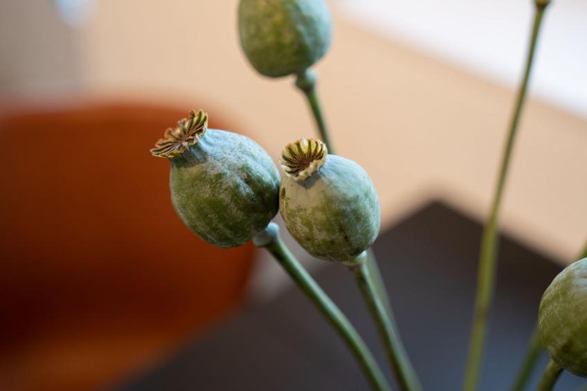 Küstenbutze - Modernes Apartment für 2 mit vollausgestatteter Küche, Balkon, Ne - foto 11