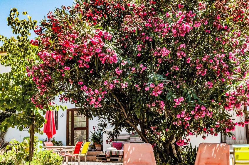 Buho - Nido Aguila Blanca - foto 15