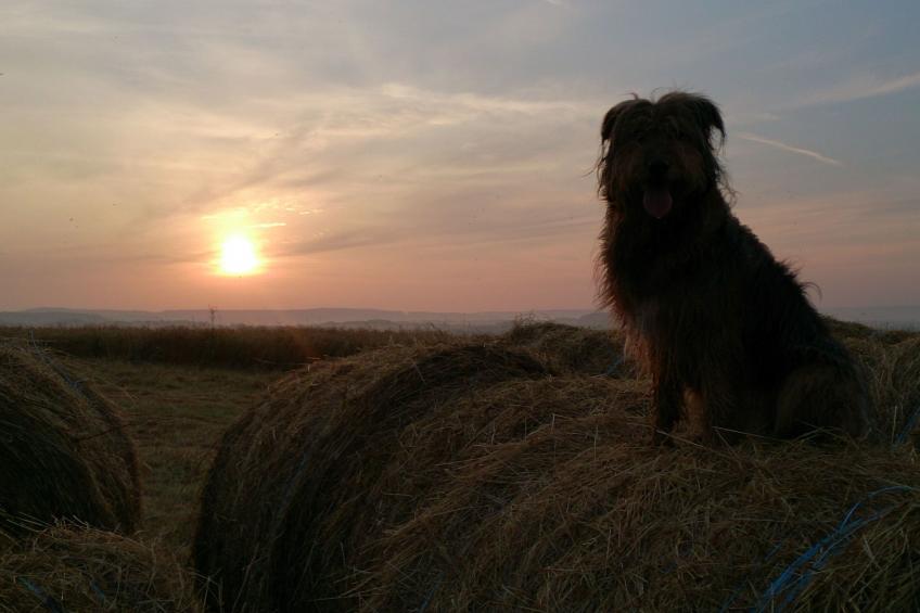 mit Parkplatz und Terrasse - foto 15