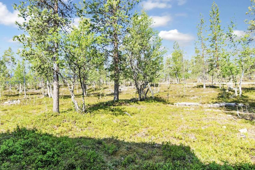 Tunturikoivu b1 - foto 17