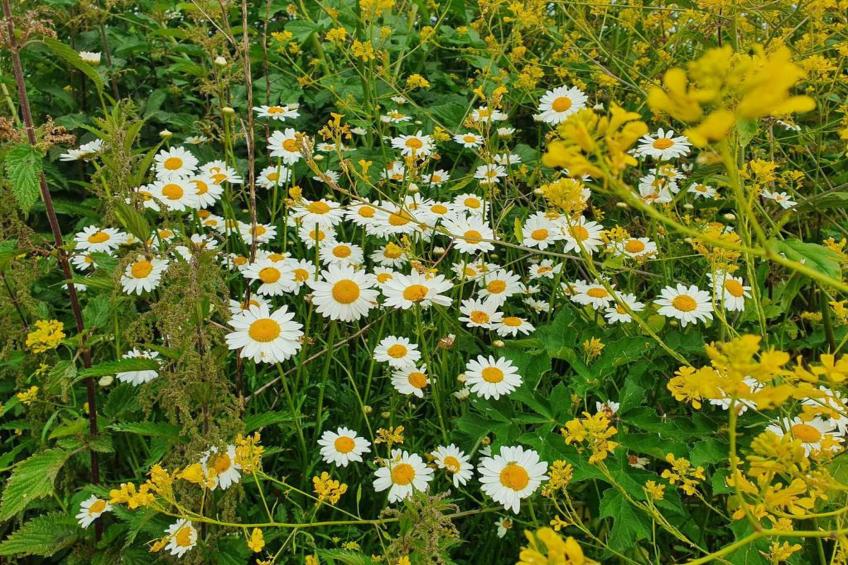 Little Dunley - The Tiny House - foto 37